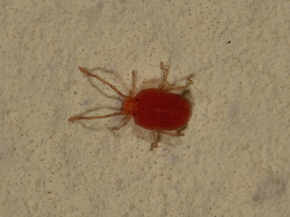 Smarididae?